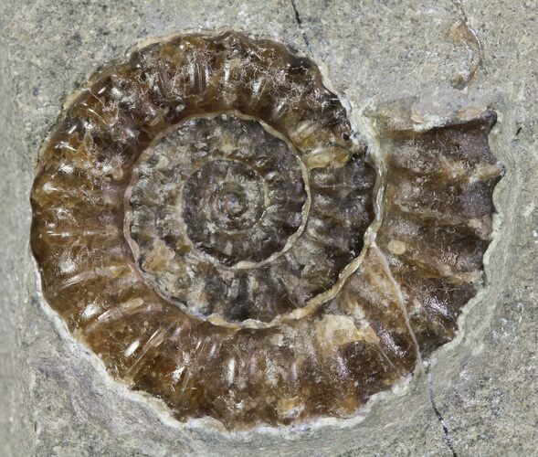 Promicroceras Ammonite - Dorset, England #30729